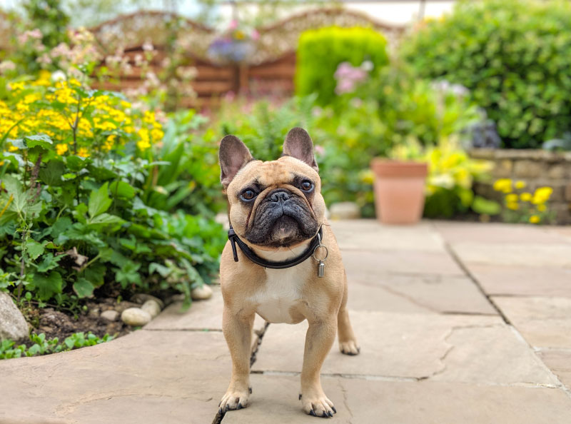 French-Bulldog-Dog-On-Garden