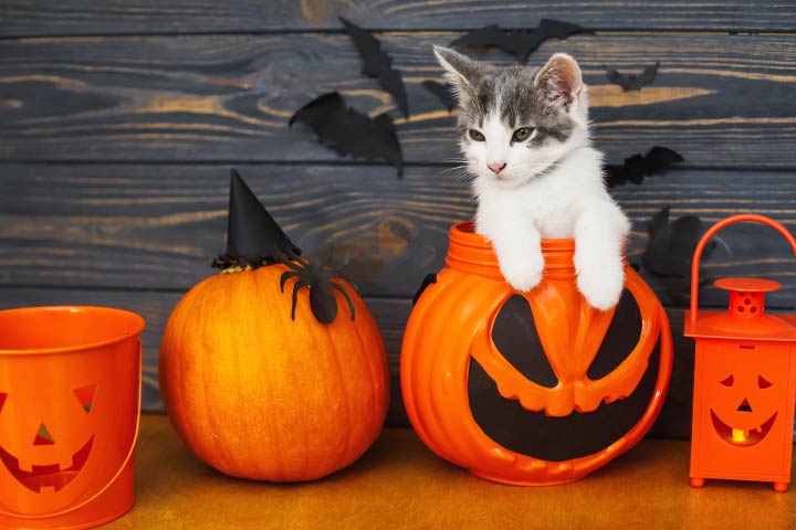 Halloween Costume Ideas For Pets 2