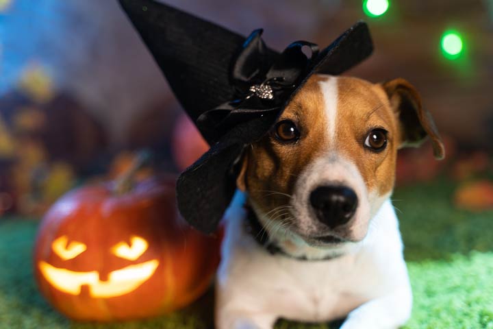 Halloween Pet Costume Ideas HSFP