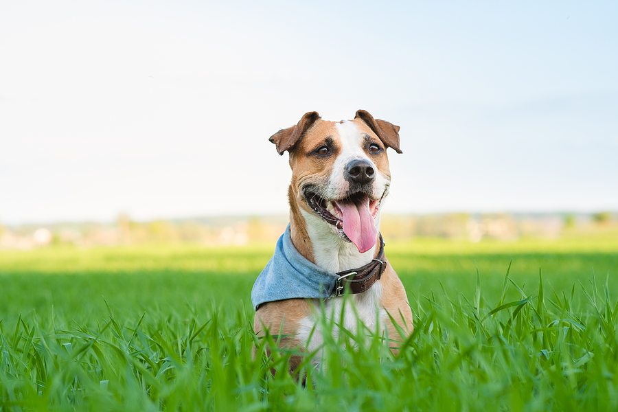 Happy-Dog-In-Bandana-Rests-In--366833629