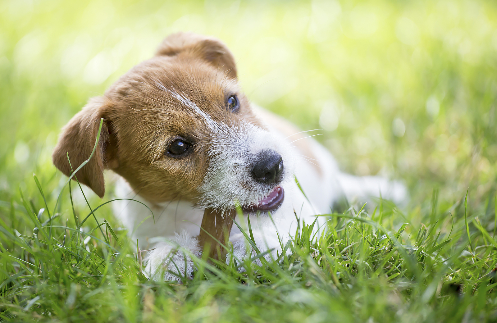 Healthy-Happy-Jack-Russell-Terrier