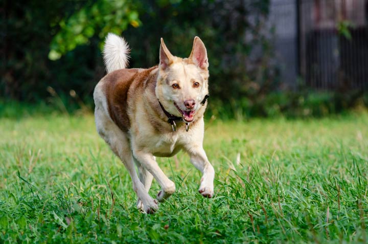 Old Dog Running HSFP