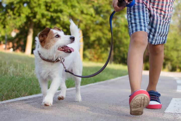 Person Walking Dog to go Pee