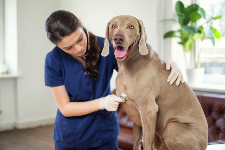 Senior Dog Vet Visit - Healthy Solutions for Pets