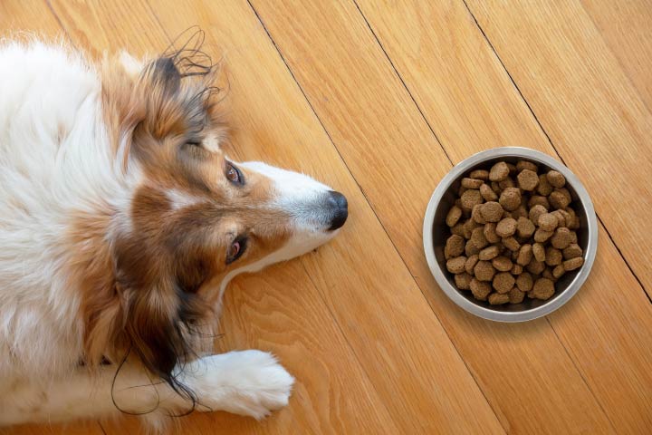 Taking Care of Older Dog with Senior Dog Food