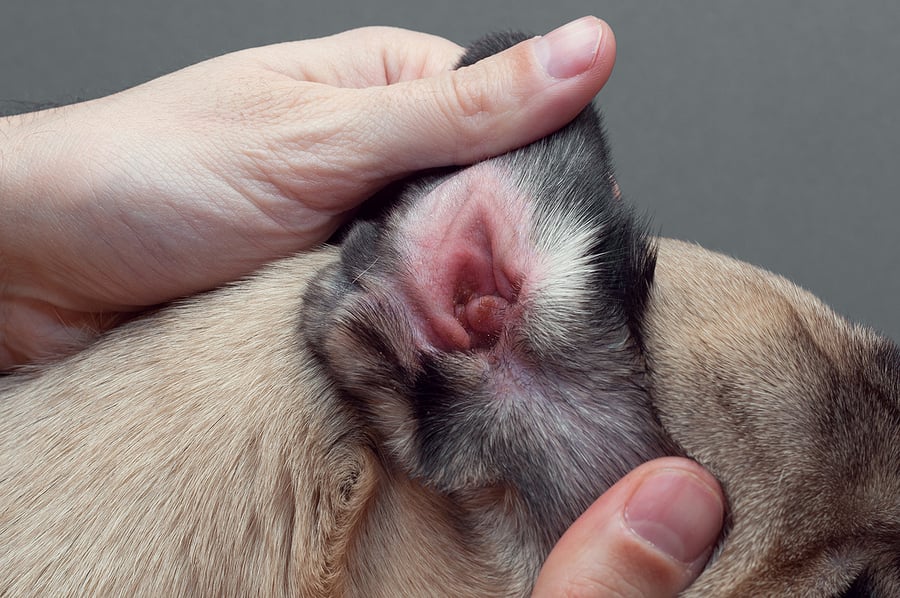 Dog digging at store ears