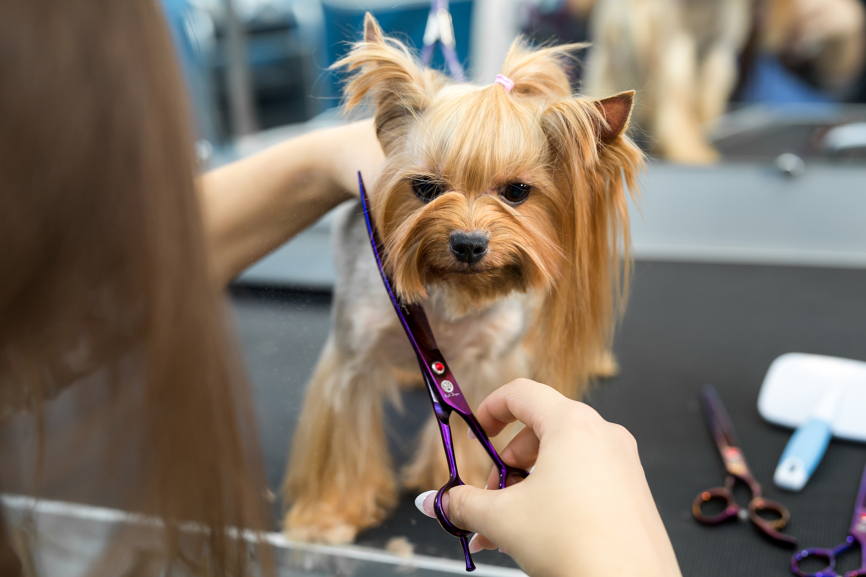 bigstock-Female-Groomer-Haircut-Yorkshi-358430036