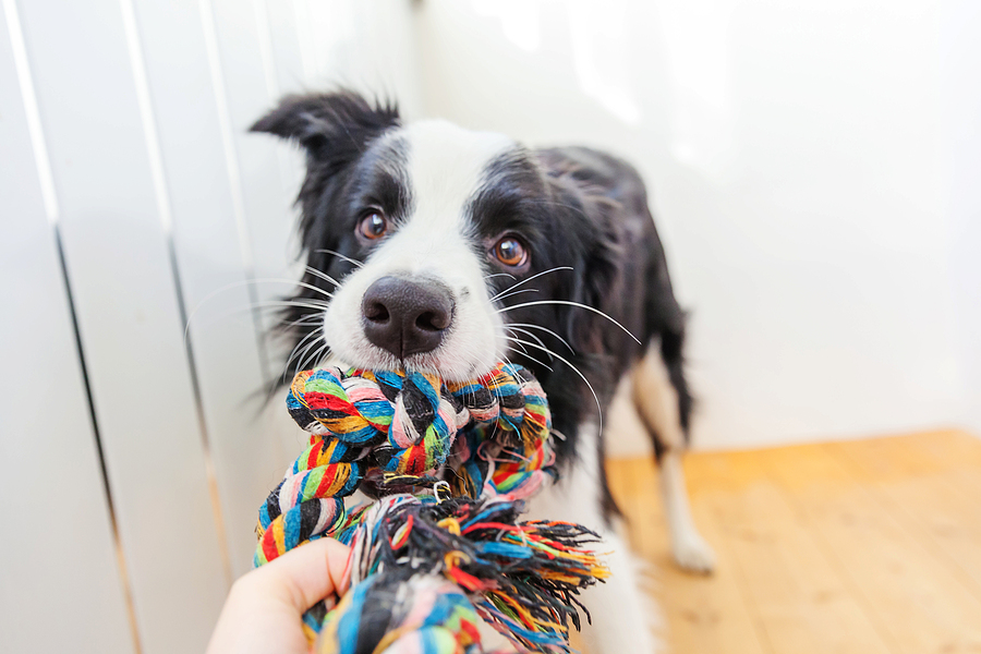 dog playing with a toy