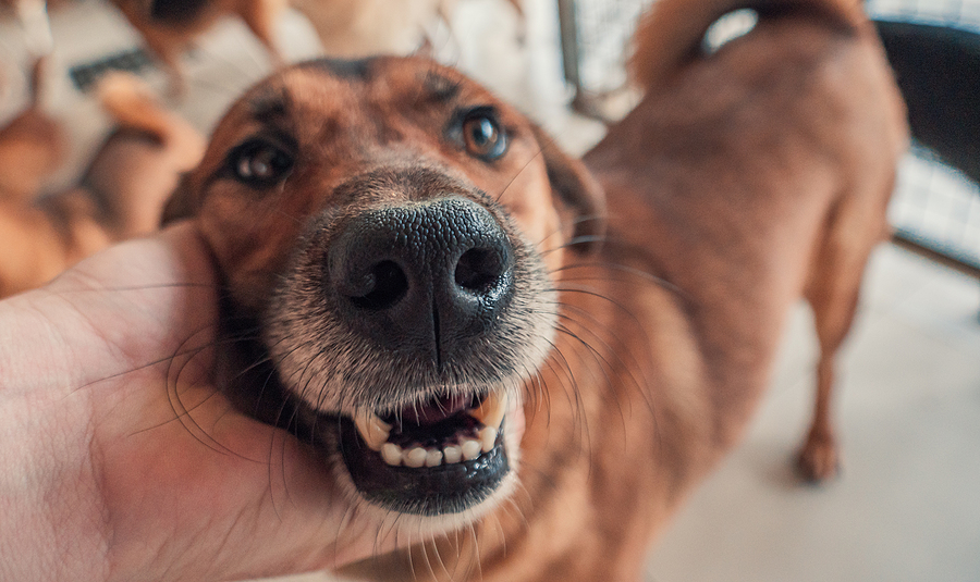 dog-happy-vitamins