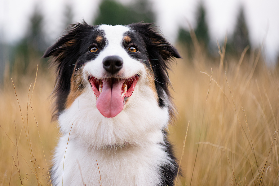 are human multivitamins safe for dogs