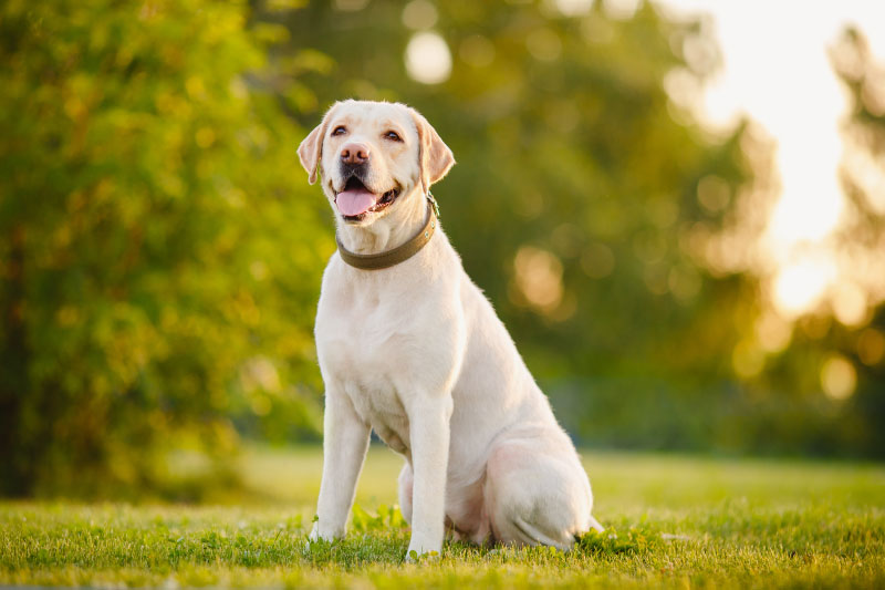 labrador in grass