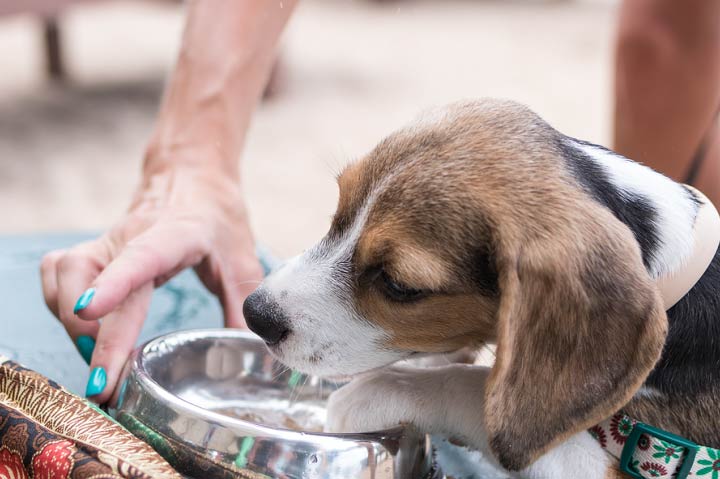 puppy drinking water