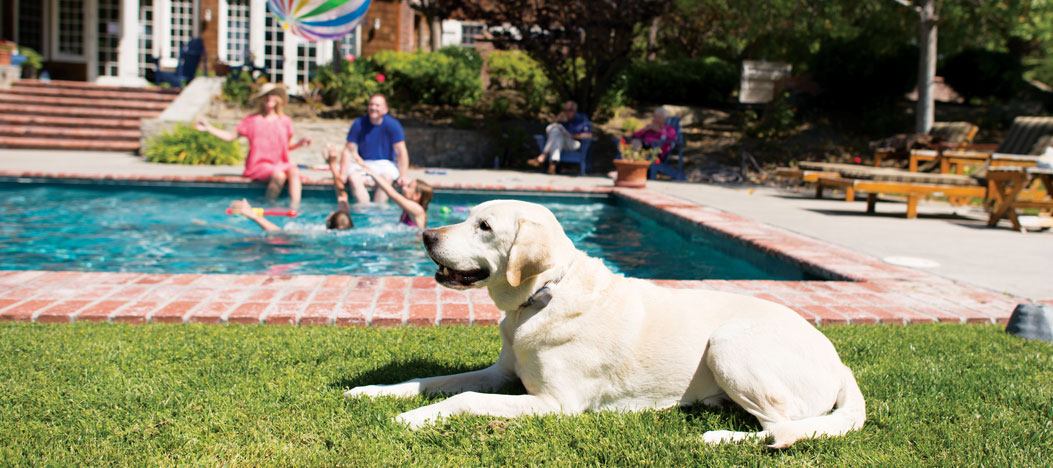 How to Keep Dog Out of Pool?: Safe & Simple Strategies