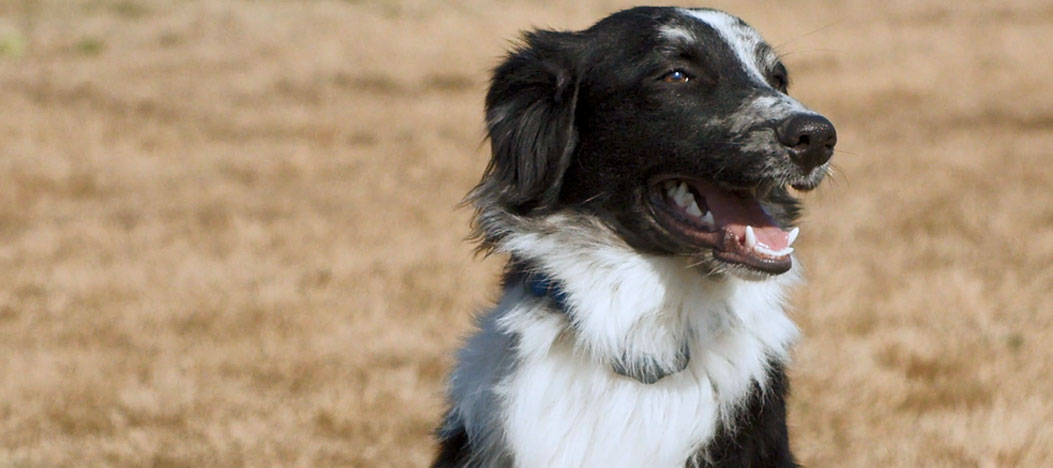 Border collies: High-energy, smart dogs that need lots of exercise