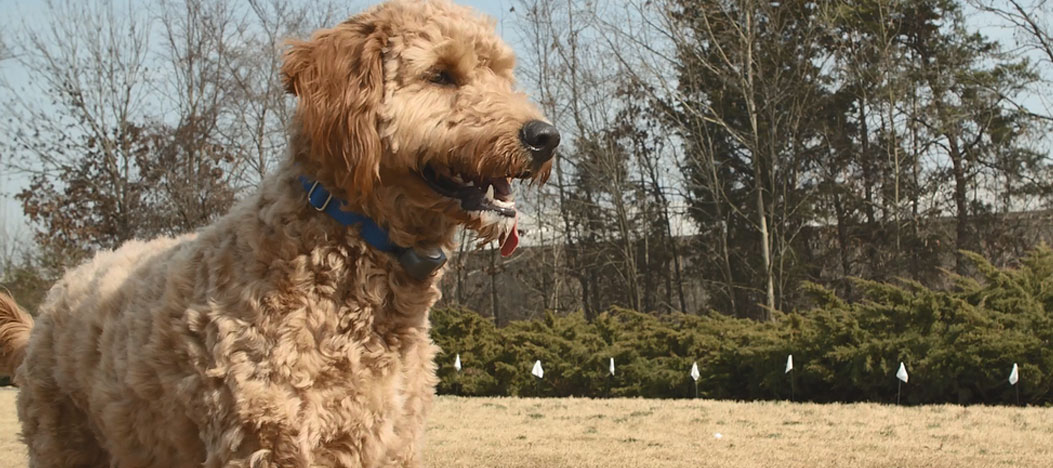 when to train dog on invisible fence