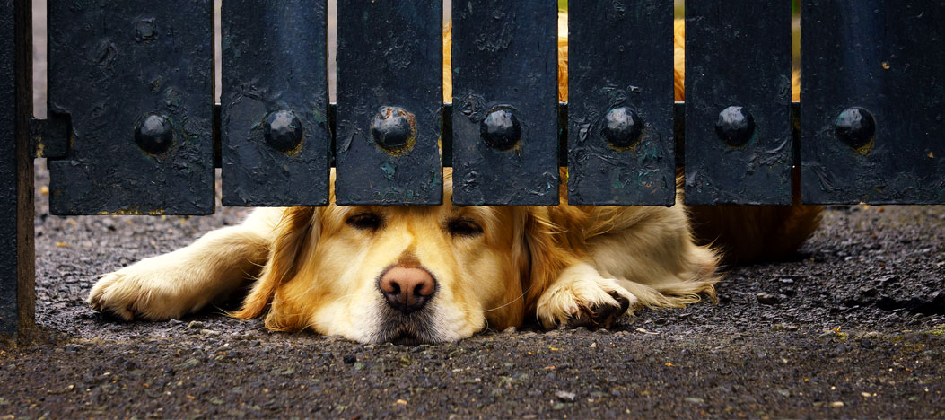 Neighbors dog digging outlet under fence