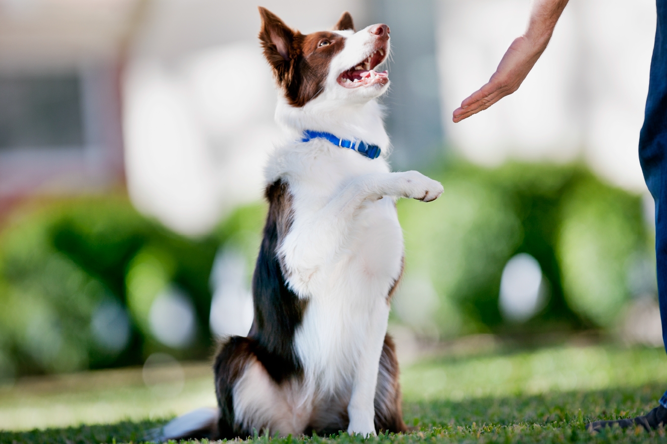 Training an Australian Shepherd to Use the Invisible Fence® Brand