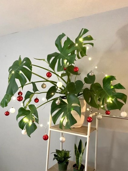 arbol 13