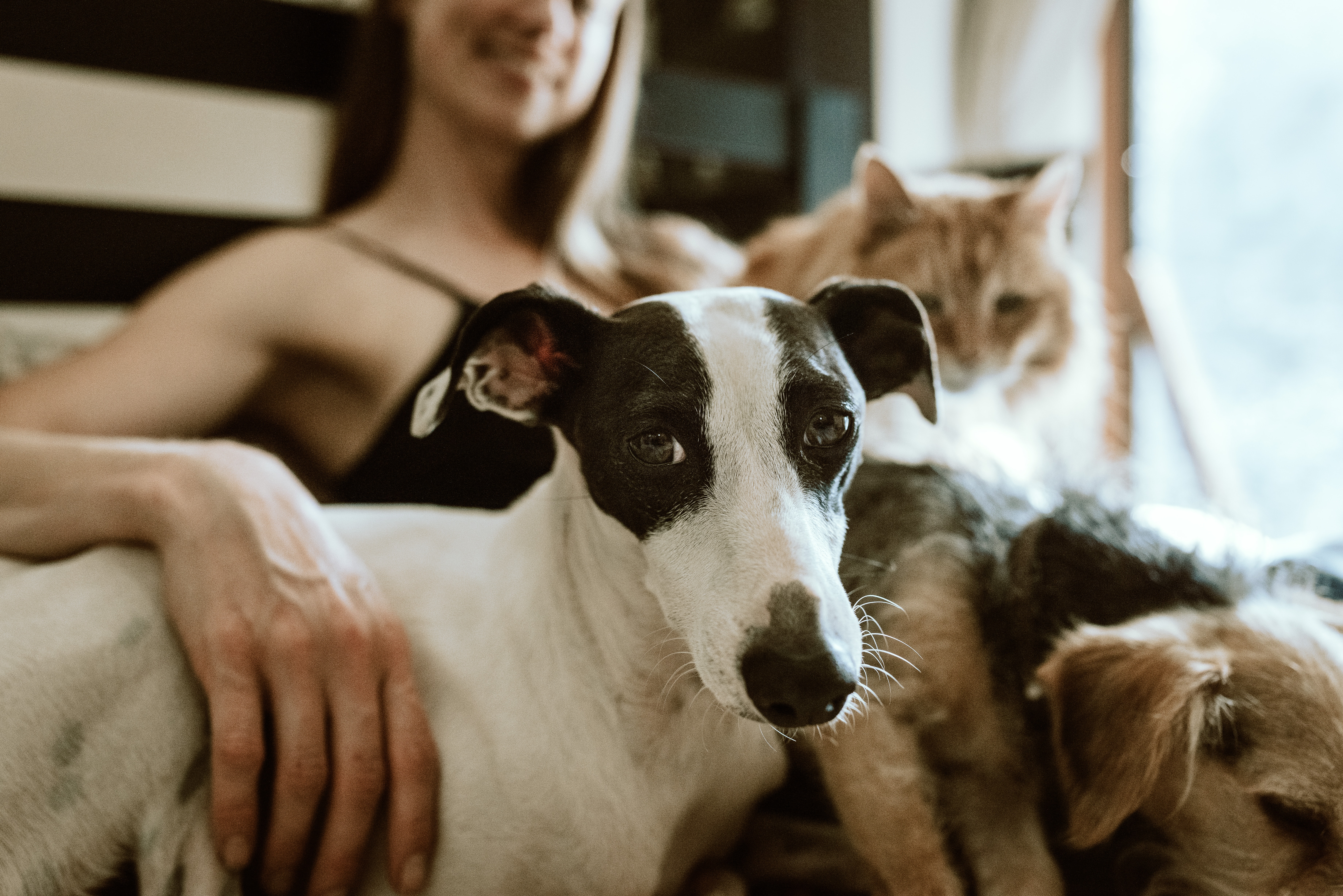 Americans are spending more time with their pets than ever