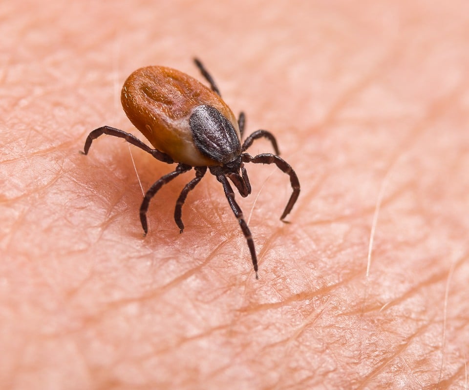 first-aid-for-tick-bites-california-center-for-functional-medicine