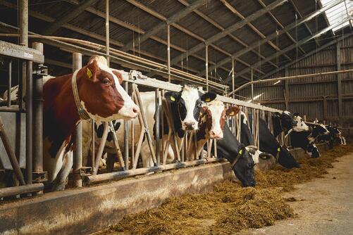 De_Heus_Verleun_Jaap Schuurman_JPEG_SRGB_Full_098-1-1