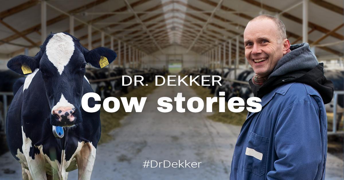 Dr Dekker Cow stories