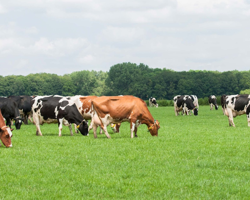 Phibro-Cows-pasture-hero-desktop-1