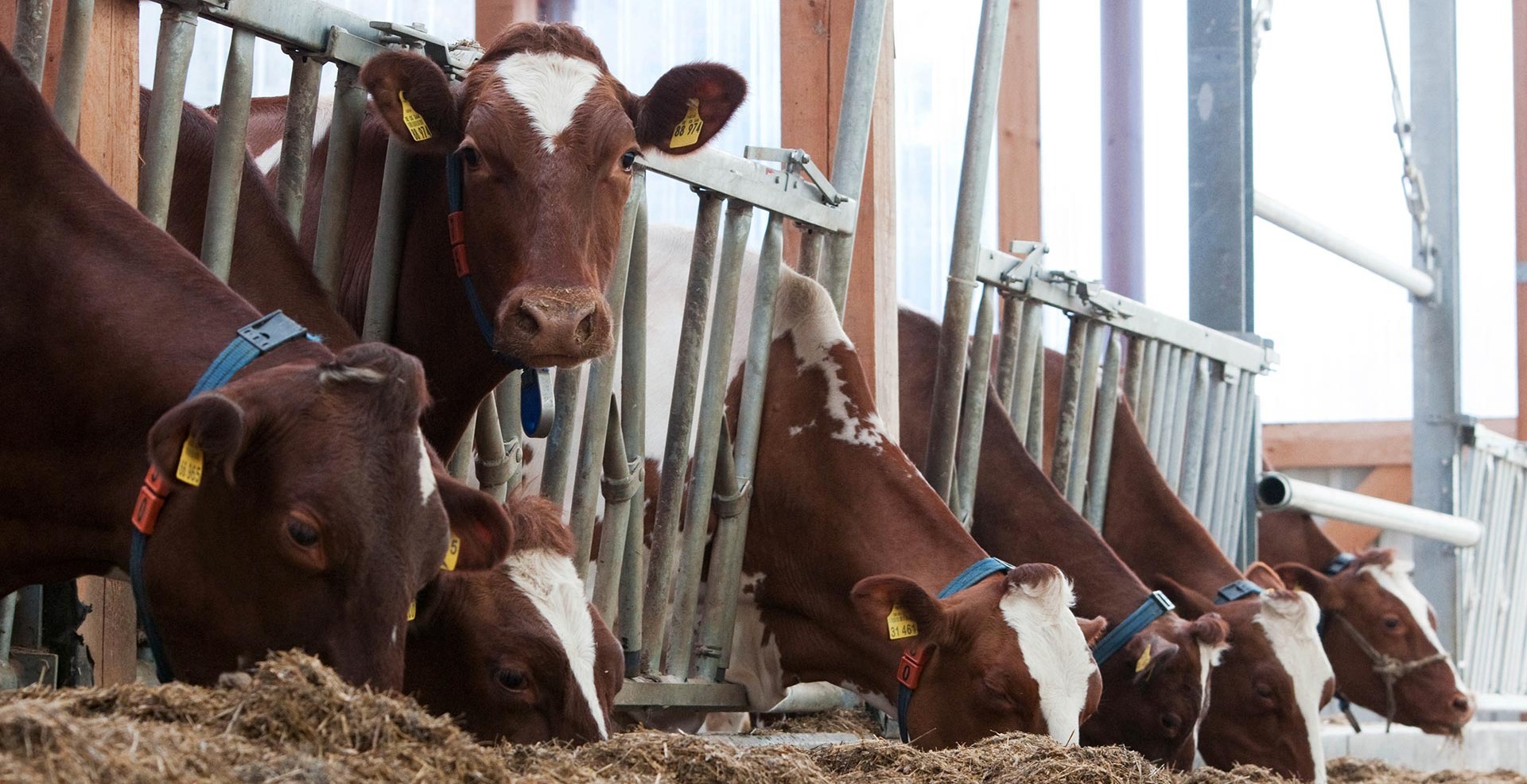 Phibro-Curious-Cow-hero-desktop