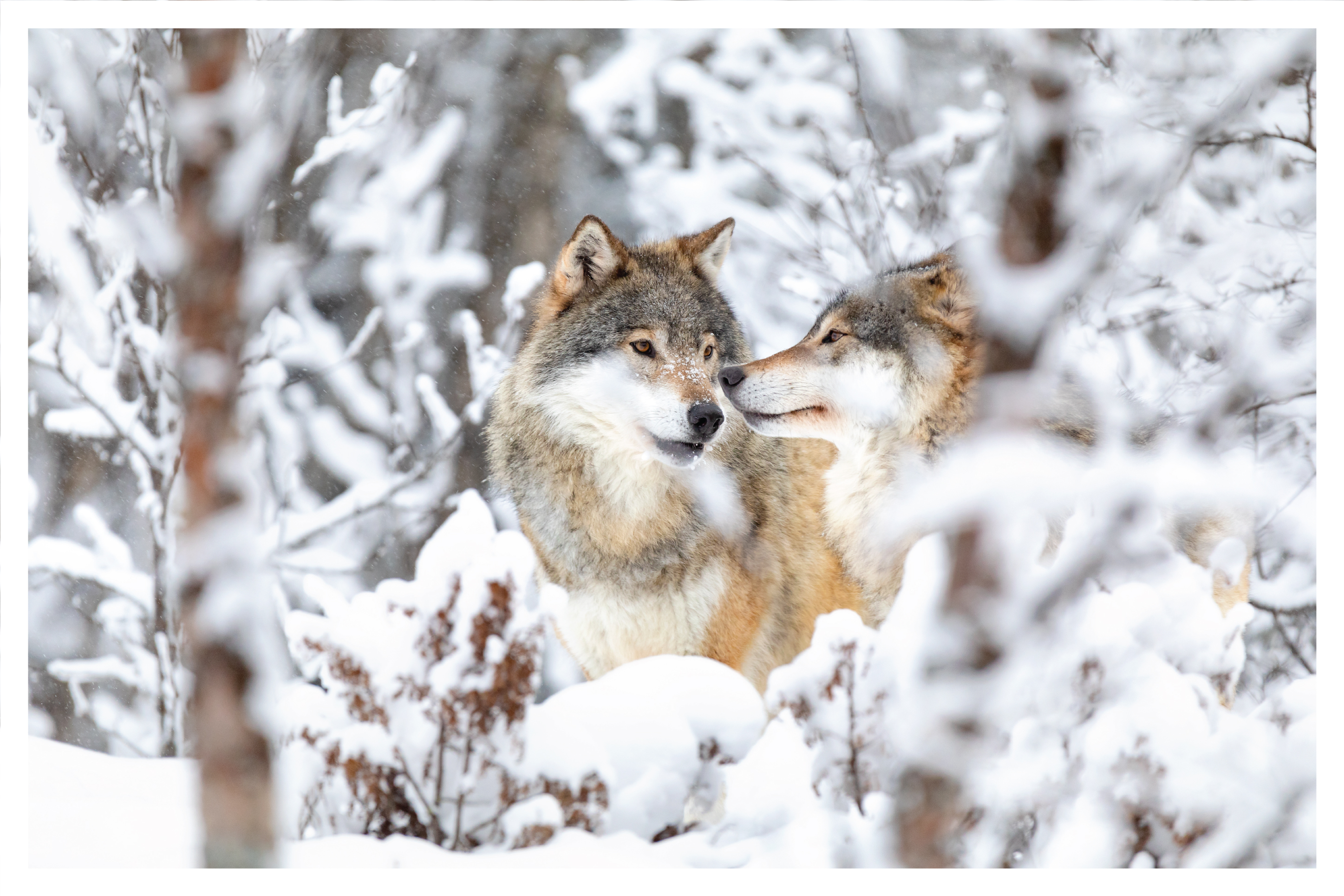 Best Wildlife Viewing Near Me