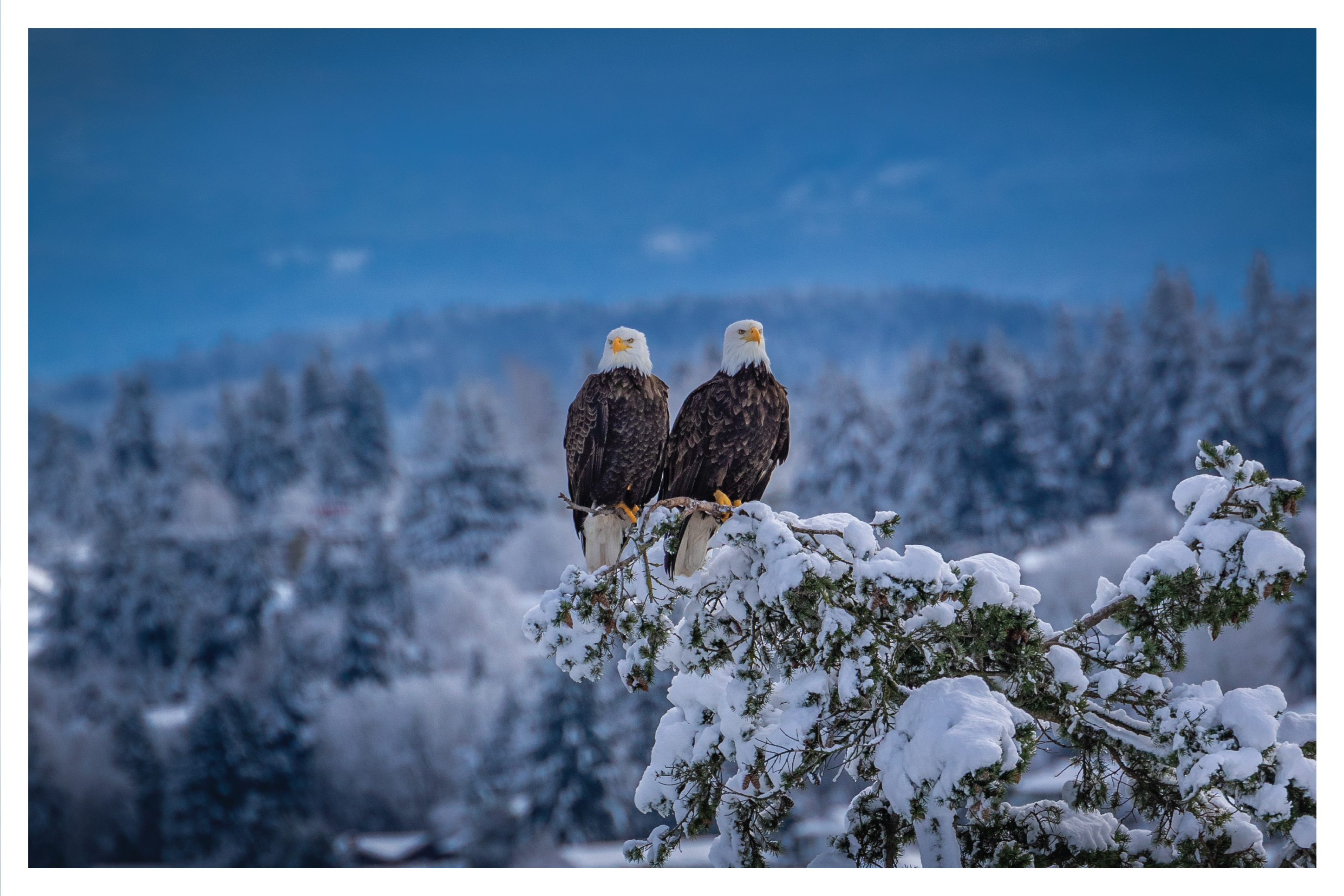 Belgrade, Montana Wildlife