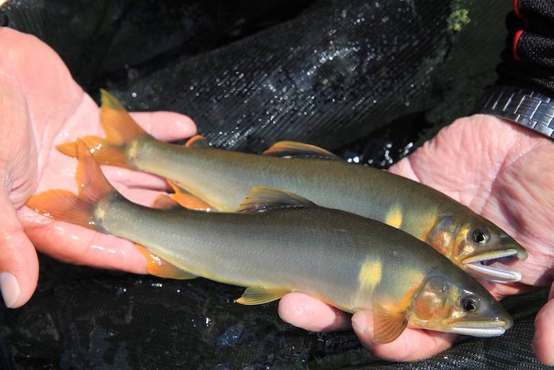 鮎釣り道具18選 釣りやすい場所や仕掛け 釣り方のポイントも解説 魚種別釣りガイド