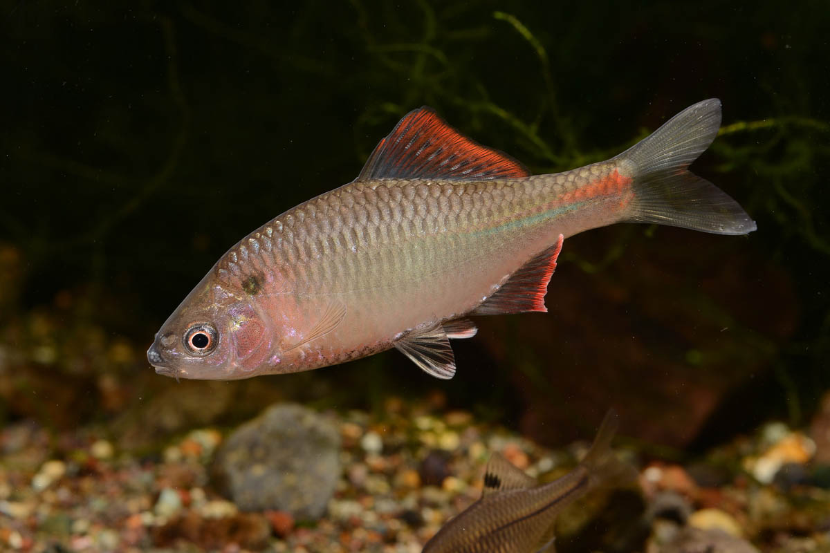 日本タナゴ釣り紀行 2 日本タナゴち釣り紀行 611wsA9GDHL._AC_SY200_QL15_.jpg