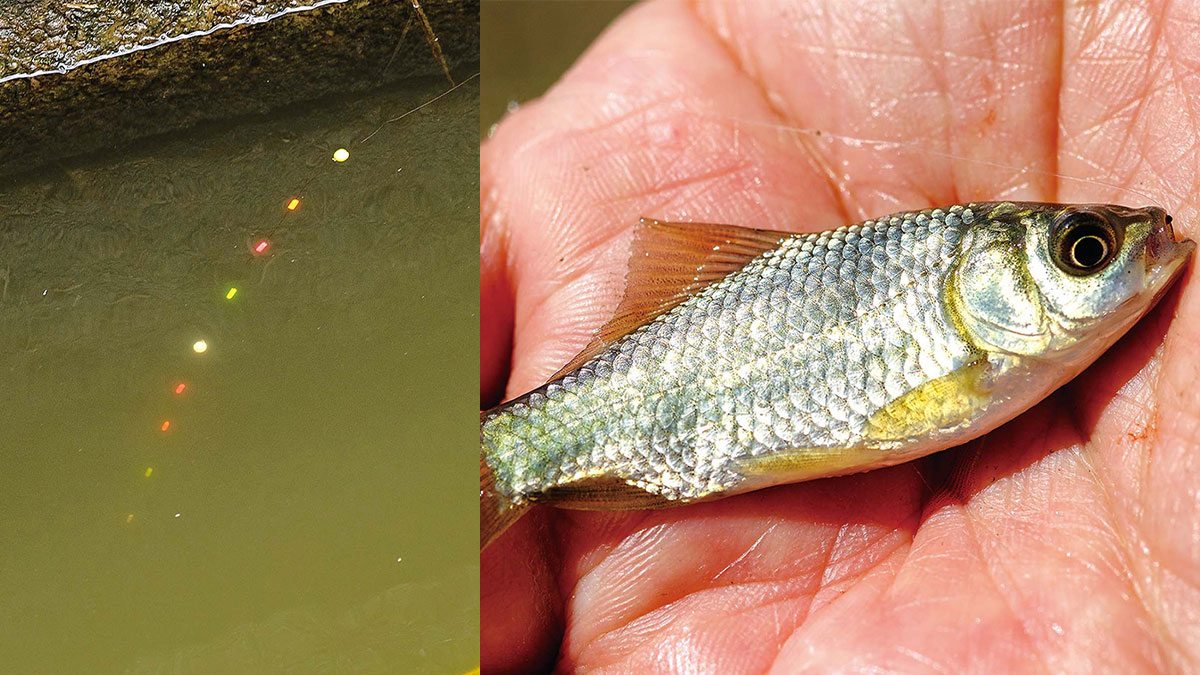 茨城県/霞ヶ浦のホソで釣る！秋の小ブナ釣り入門 その3(全3回