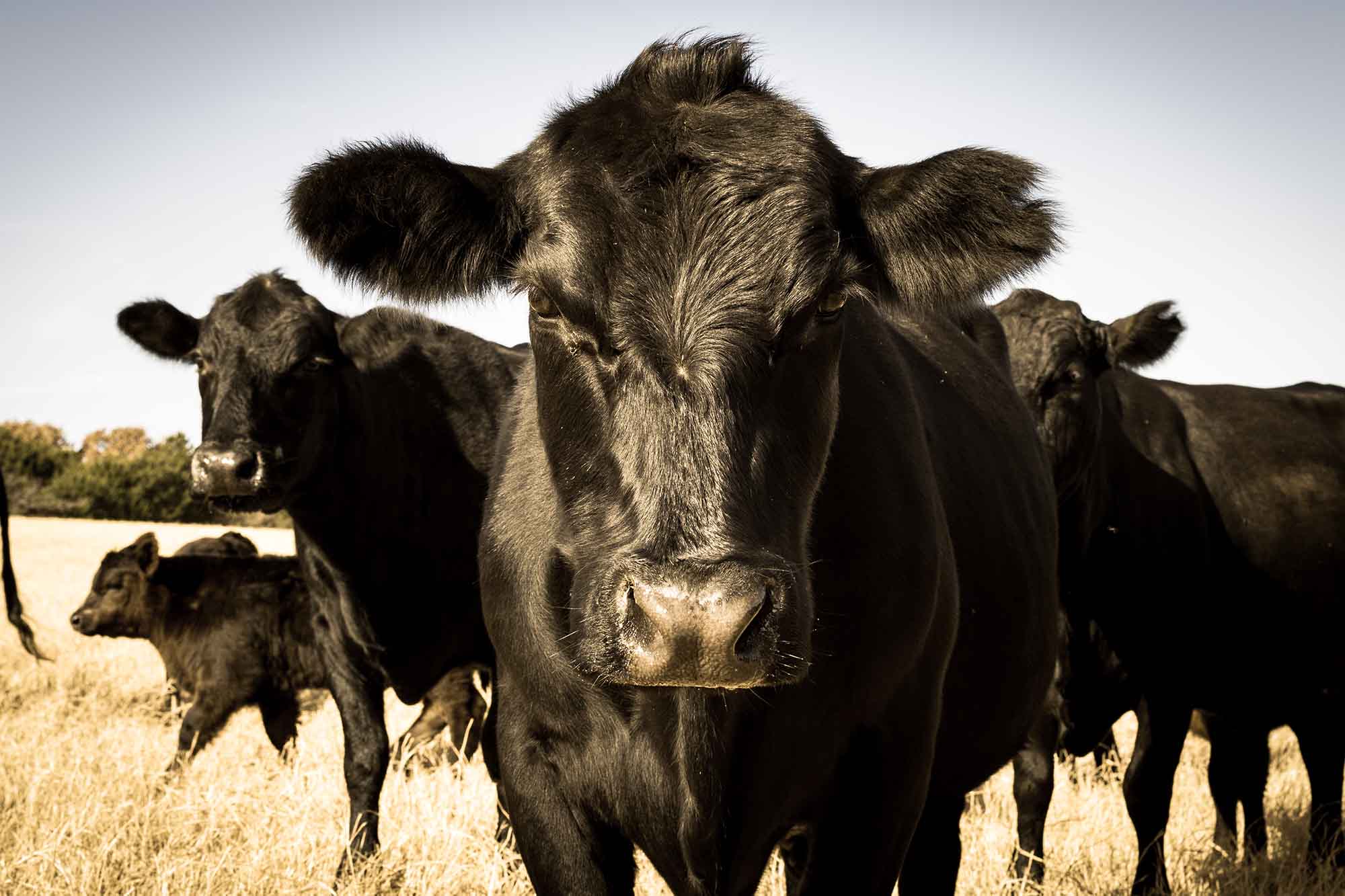 Integrated Live Animal Receiving meat processing manufacturing software