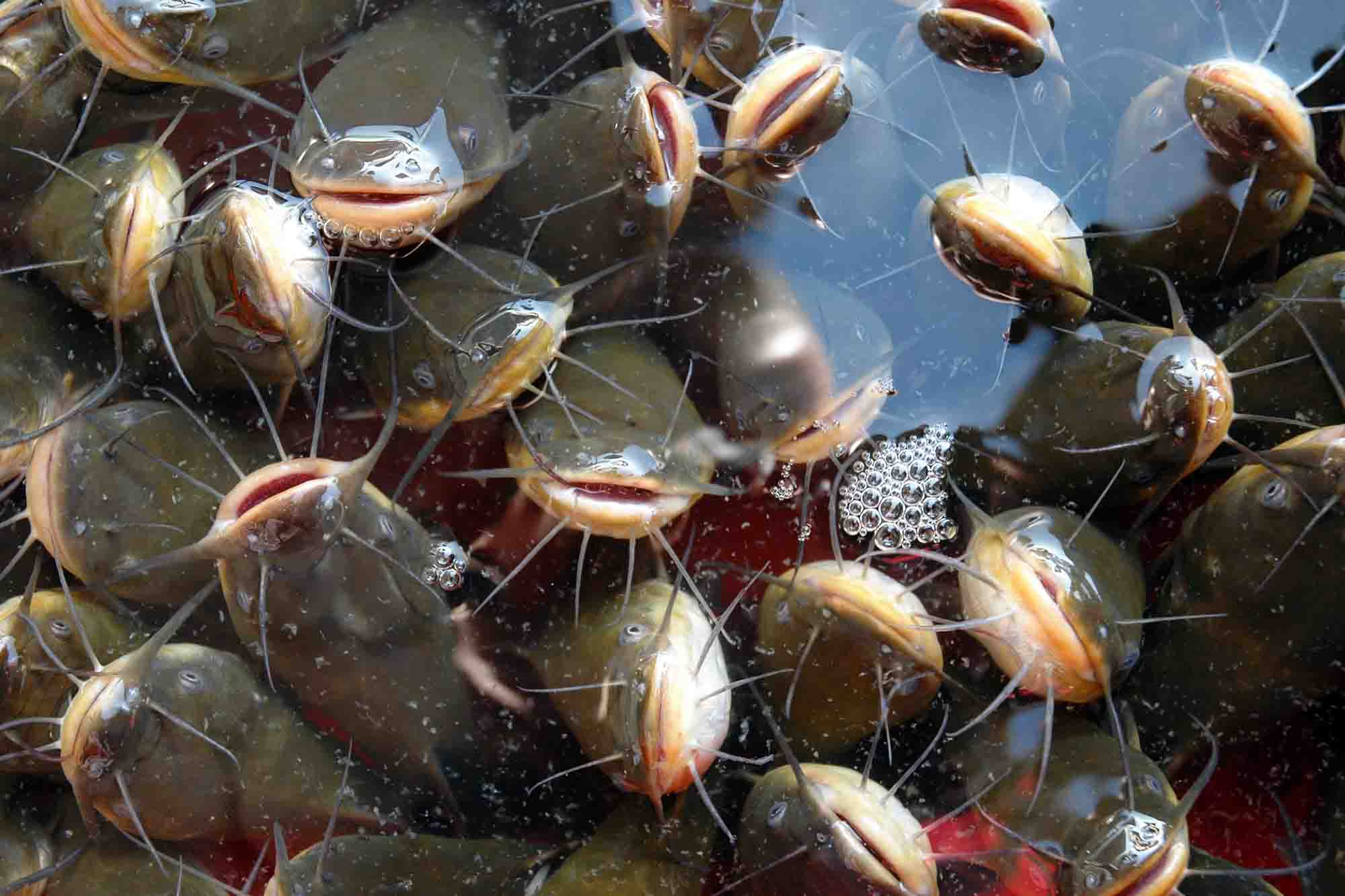 Live-Fish-Receiving processing manufacturing software