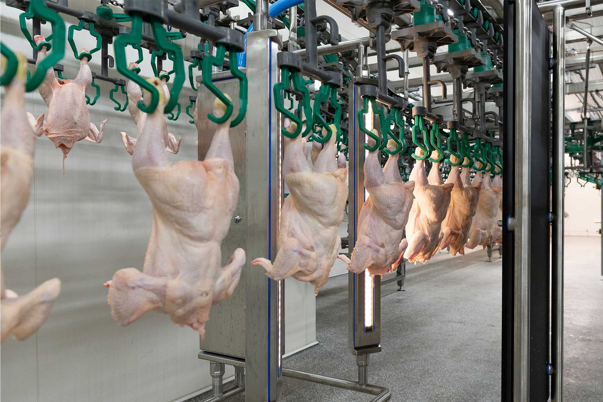 Poultry overhead sizing integration