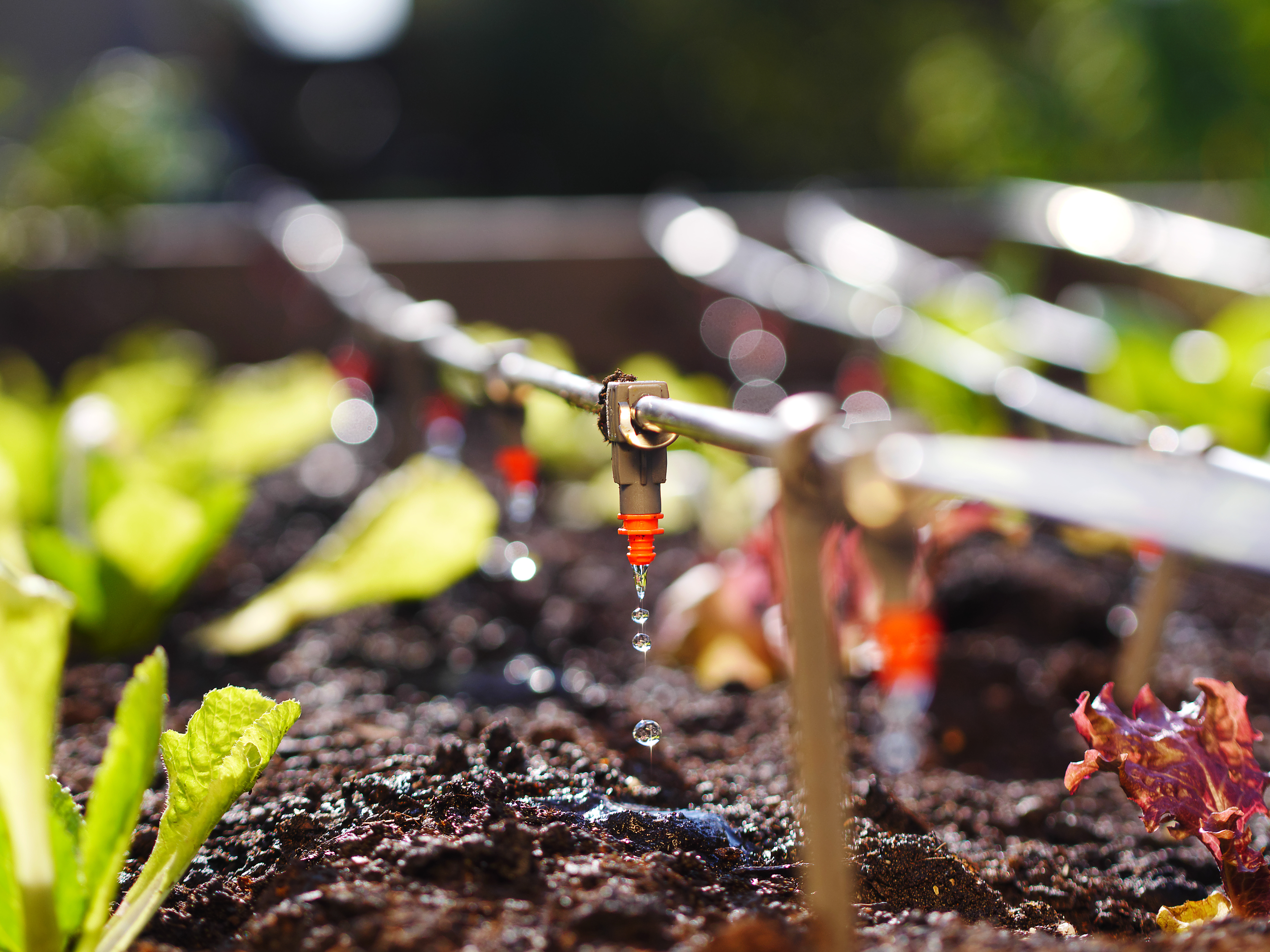 Капельное орошение. Капельное орошение Drip Irrigation Fertigation. Капельное орошение сад виноградный. Garden Drip Irrigation Systems. Автополив для теплицы.