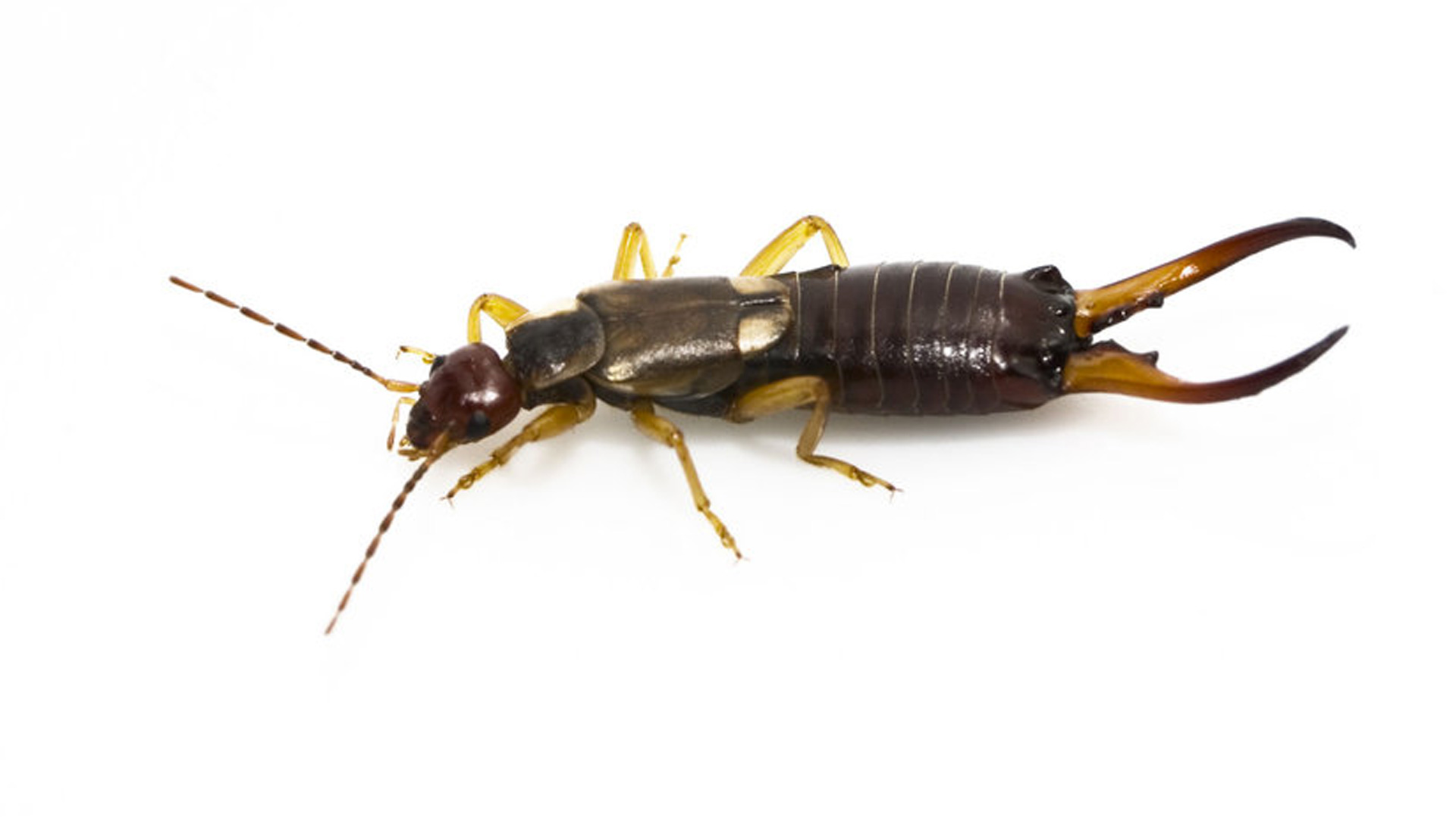 earwig