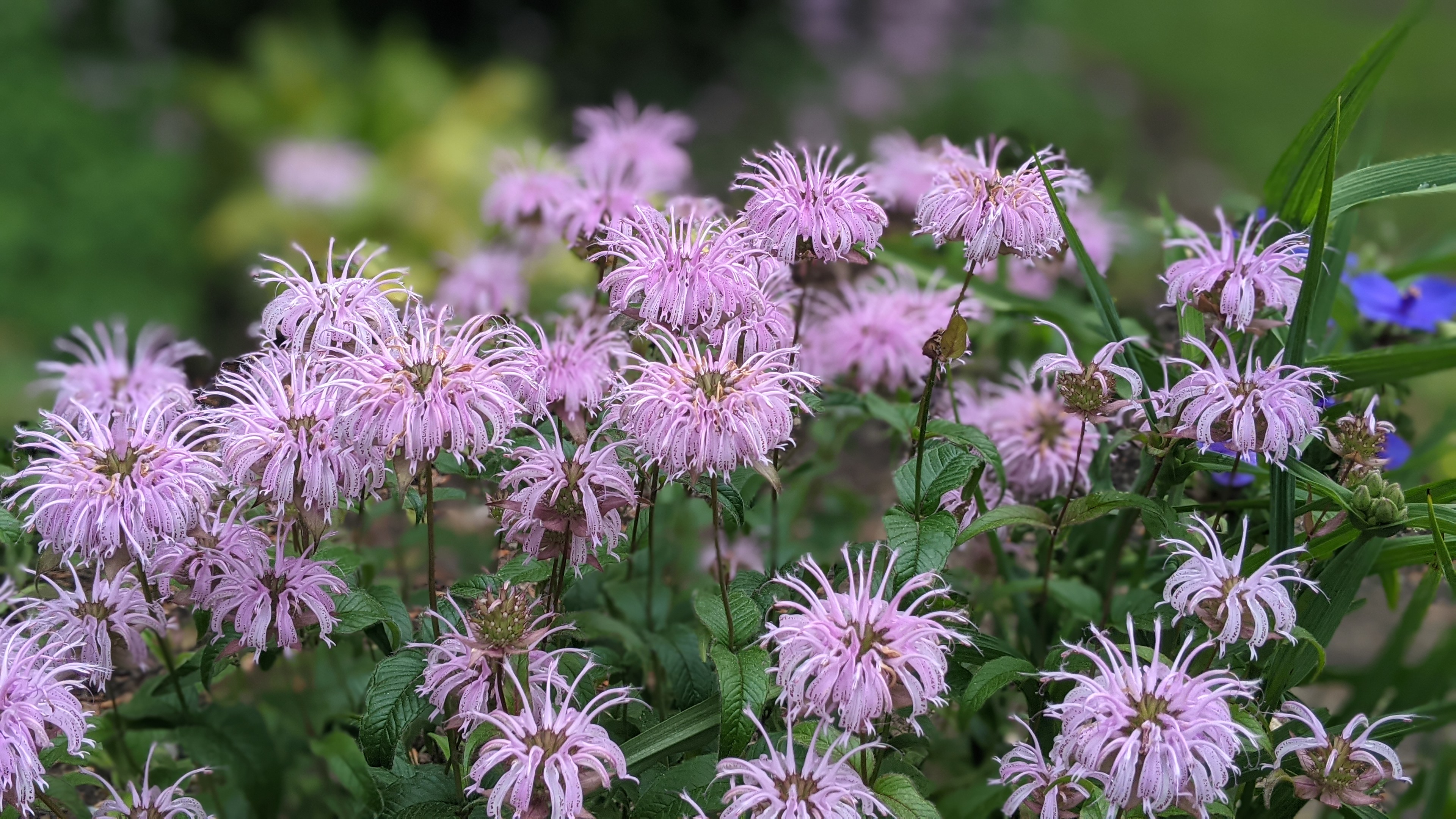Bee Balm (Monarda fistulosa)