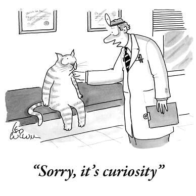 Cat being diagnosed by a doctor