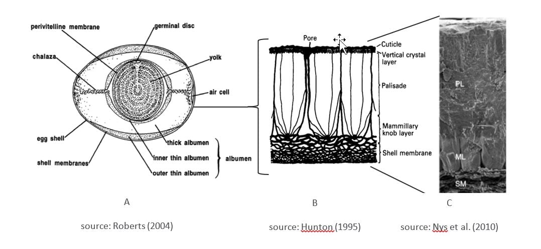 Diagramm der externen Befruchtung