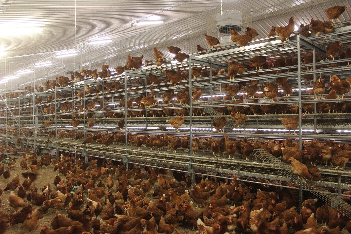 II. The Importance of Hens in Traditional Farming Practices