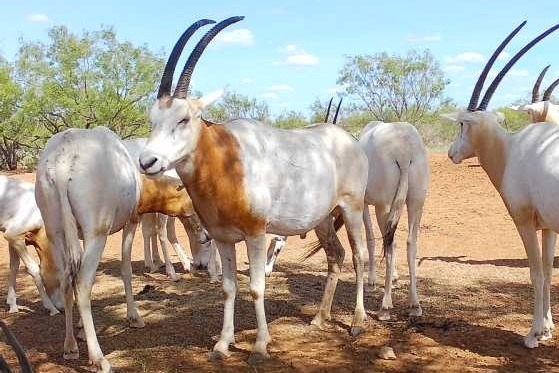 Animals_Oryx