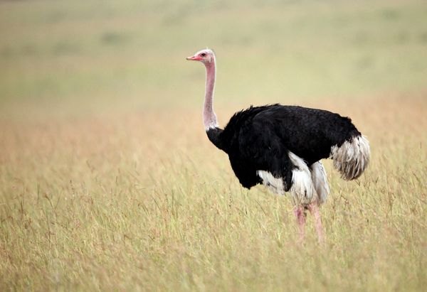 OSTRICH2