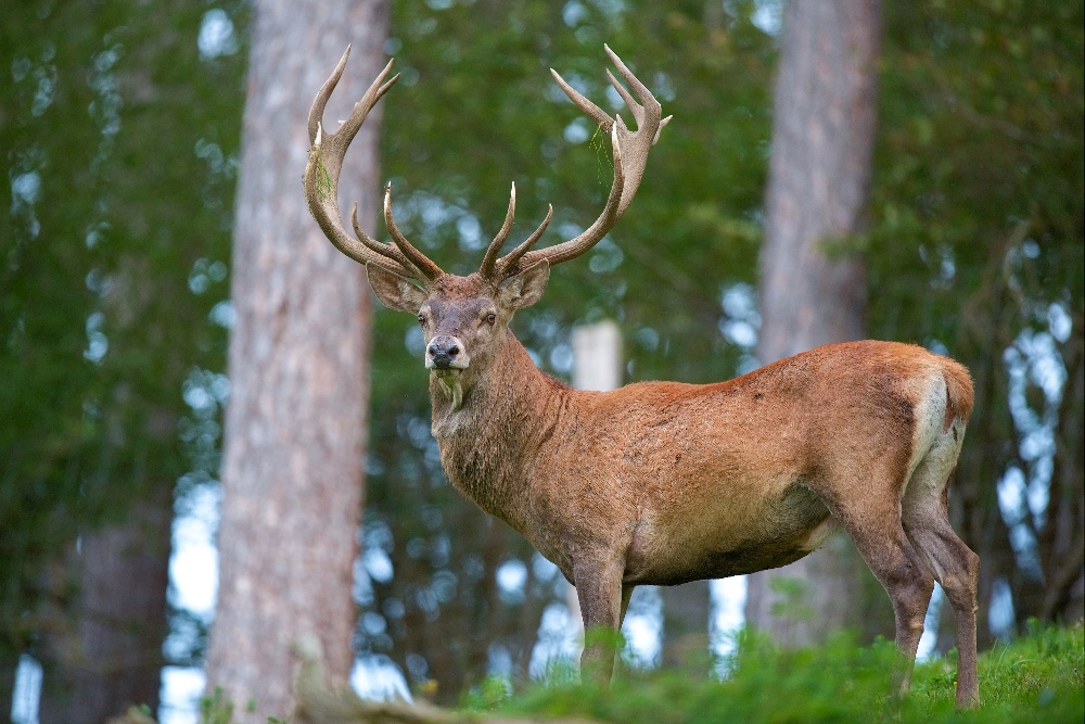 red stag-1