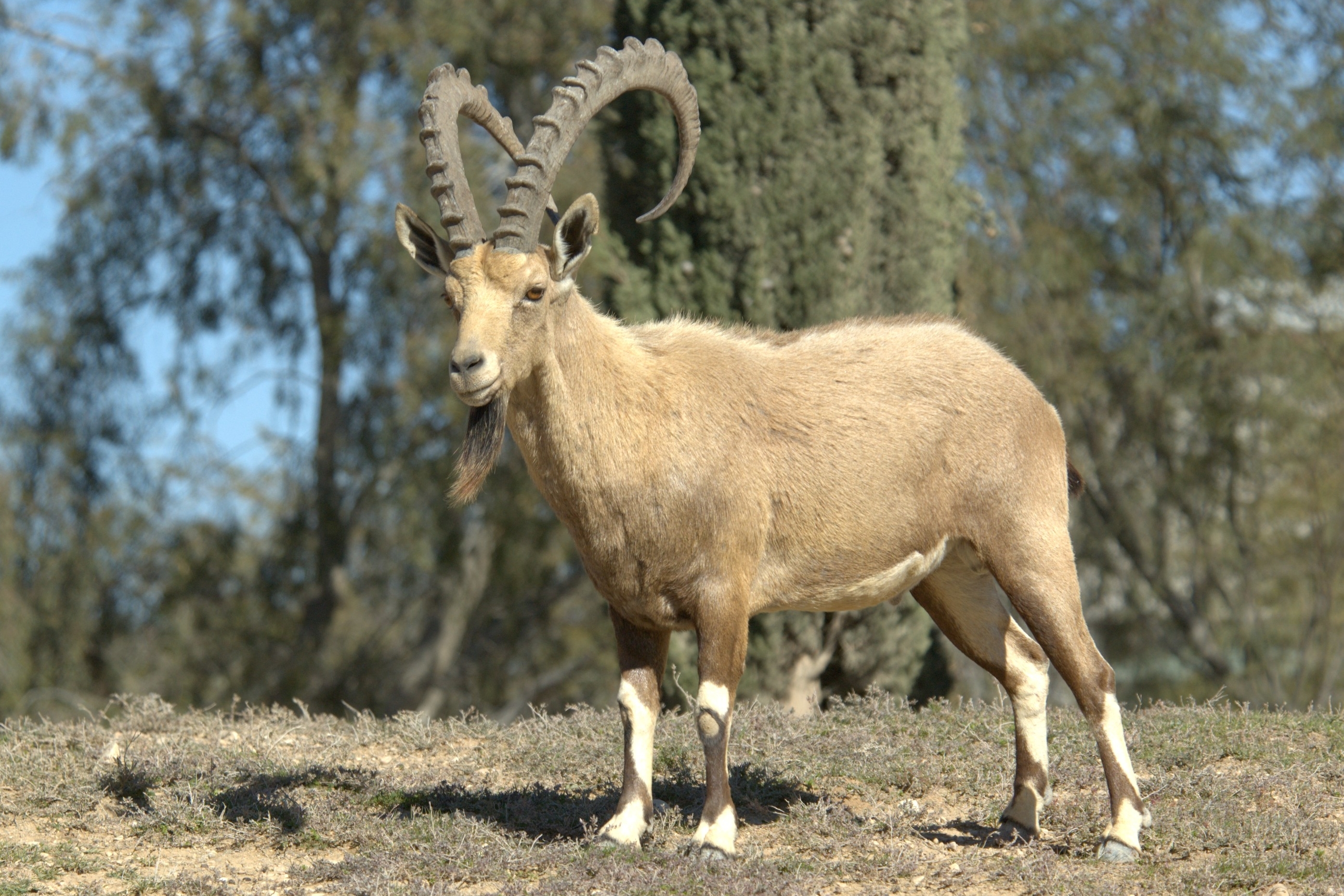 Animals_Hybrid Ibex