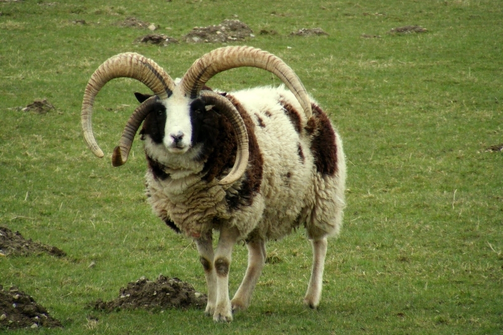 Animals_Jacobs 4 Horn