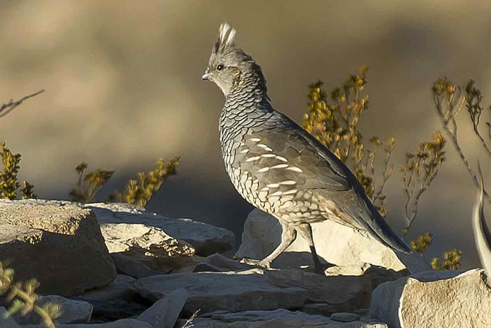 Blue Quail | Bird Hunting | Jayhawk Creek