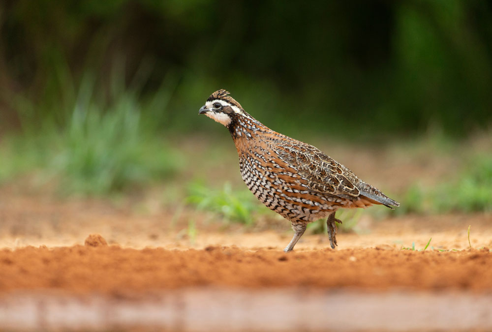wild bobwhite