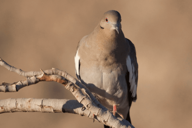Dove | Bird Hunting | Jayhawk Creek